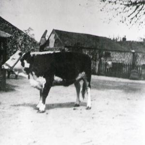 1908Jennings butchers yard with tne Maltings in the background