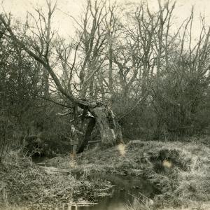 1910 Dalham Meadows Russell Clarke note the size of the r