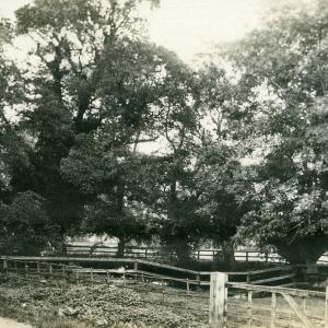 1910 French Hall Pond494