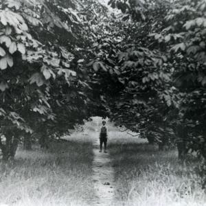 1910 Plantation footpath Alan Jennings476