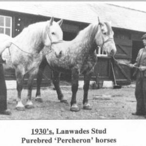 1930s Lanwades Sted purebred Percheron horses.