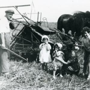 1940 Plantation Hill harvesting with horses684
