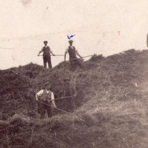1940s Moulton Manor farm Mr Turner stacking with the Italian POWS 2