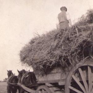 1940s Moulton Manor farm Mr Turner with his horses 2