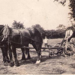 1940s Moulton Manor farm Mr Turner with his horses 3