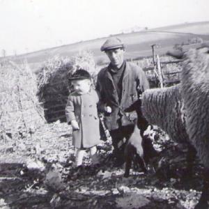 1949 Trinity Hall farm Shepherd Mr Merton Henry Saltmarsh. Sheep belonging to Mr Claydon of Silverly in Moulton to eat the suger beet tops