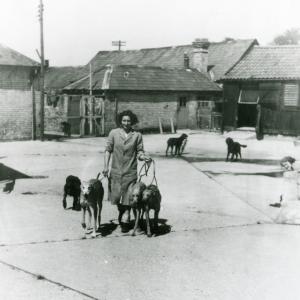 1950 Lanwades Park Animal Health Trust 14647