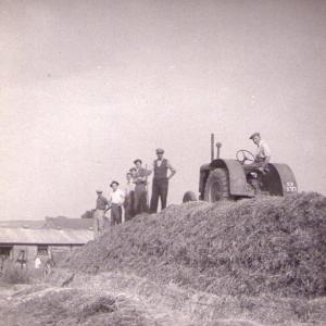 1950 Trinity Hall farm silage making Mortlock on tractor 1