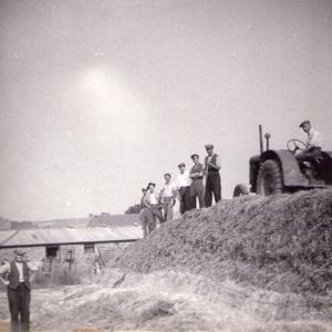 1950 Trinity Hall farm silage making Mortlock on tractor 5