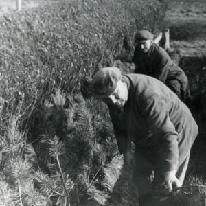 1955 Folly Hill P to P Herbert Daines Alex Bond prepa