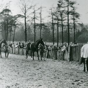 1955 Folly Hill Point to Point parade ring159