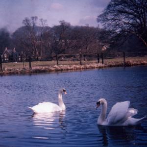 1958 French Hall Pond769