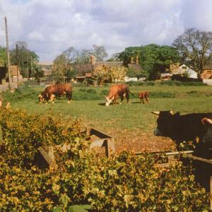 1960s Dalham Rd looking towards rear of forge
