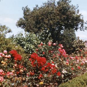 1964 Moulton Hall Gardens 3781