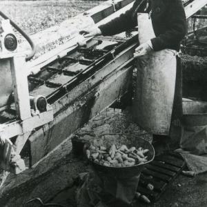 1968 Chippenham Rd Trinity Hall Farm vegetable plant Sylv