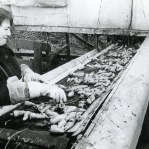 1968 Trinity Hall Farm Pam Greening808