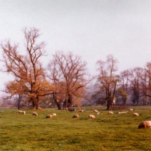 1970 French Hall Meadow Dutch Elm disese affecting elms843