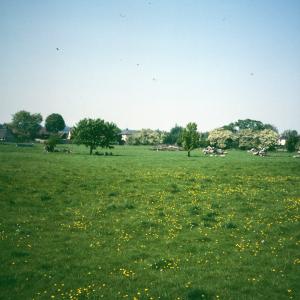 1990 French Hall meadow Moulton butter cups. Remains of old Elms can be seen