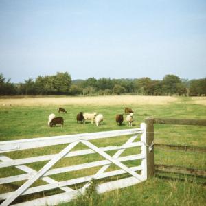 1992 Bury Lane Miss Whitwells sheep921