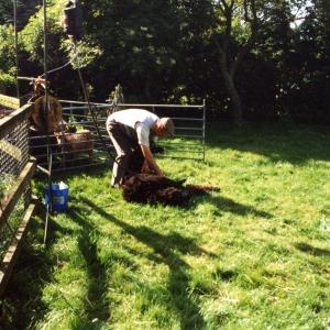 1993 Brookside No 19 Shearing Miss Whitwells sheep014