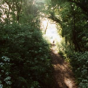1993 Dalham Meadows footpath to Dalham040