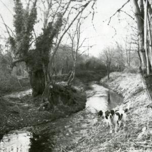 1994 Dalham Meadows beside the river banks cleared by 2