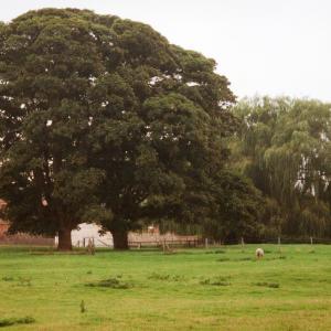 1994 French Hall meadow pair of sycamores094