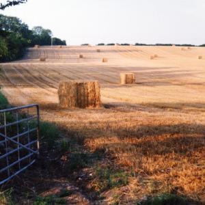 1995 August beside the Church 298