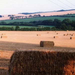 1995 August beside the Church 299