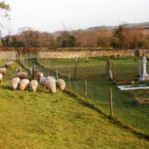 1995 July Old Churchyard Mr Clarks sheep286