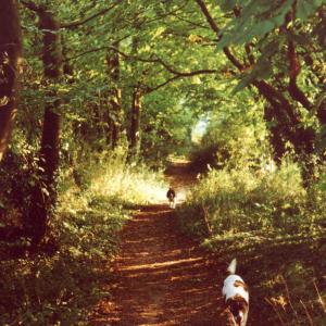 1995 July Plantation footpath looking towards the church2