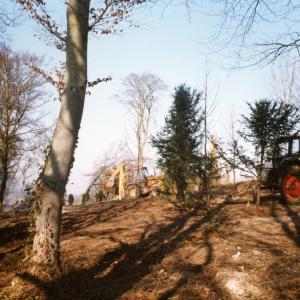 1996 The Plantation removal of tree damaged in gales327