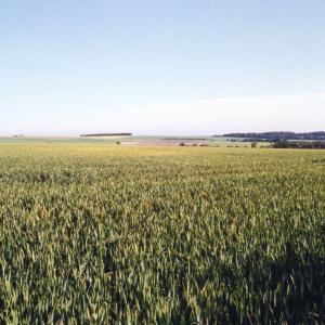 1998 June Plantation Hill looking towards Ely461