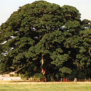 1999 French Hall Meadows Sycamores039