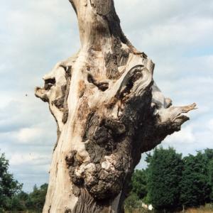 2000 French Hall Meadow last of the Elms 1158