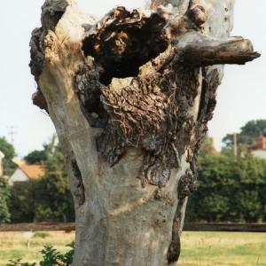 2000 French Hall Meadow last of the Elms 2159