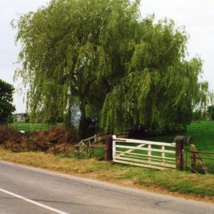 2000 French Hall Pond site clearance163