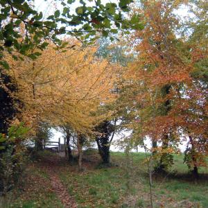 2000 footpath on Plantation Hill
