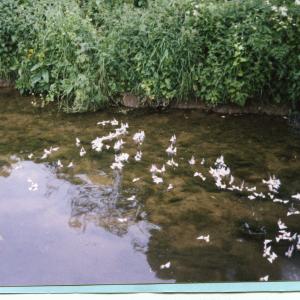 2001 Car Bridge cork race start080