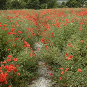 2001 POPPIES PLANTATION FOOTPATH 2