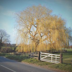 2001 THE STREET POND 2