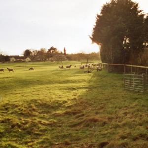2004 French Hall Meadow lambs in meadow985