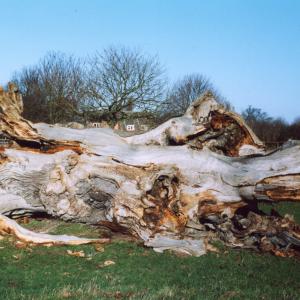 2004 French Hall meadow last of the old Elm stumps fal 1