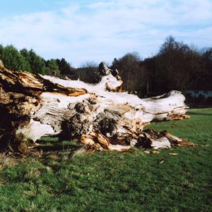 2004 French Hall meadow last of the old Elm stumps fall ov