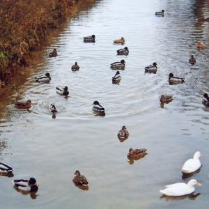 2007 July Car Bridge last of the white ducks315