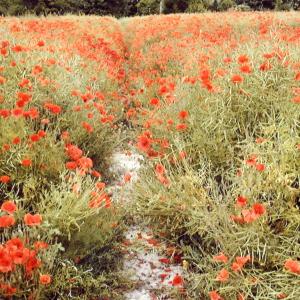 2007 July Plantation Hill footpath316