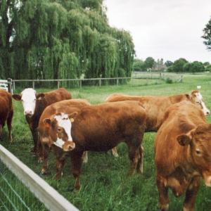 2007 June French Hall meadow bullocks300