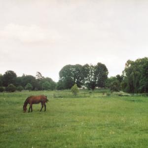 2007 June French Hall meadow horses299