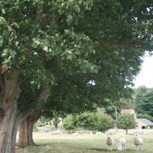 2008 17th Aug French Hall Meadow W.I. visit 14