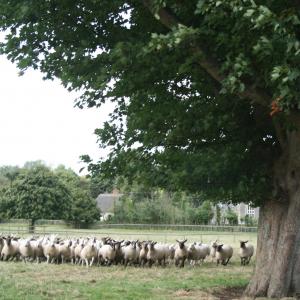 2008 17th Aug French Hall Meadow W.I. visit 15